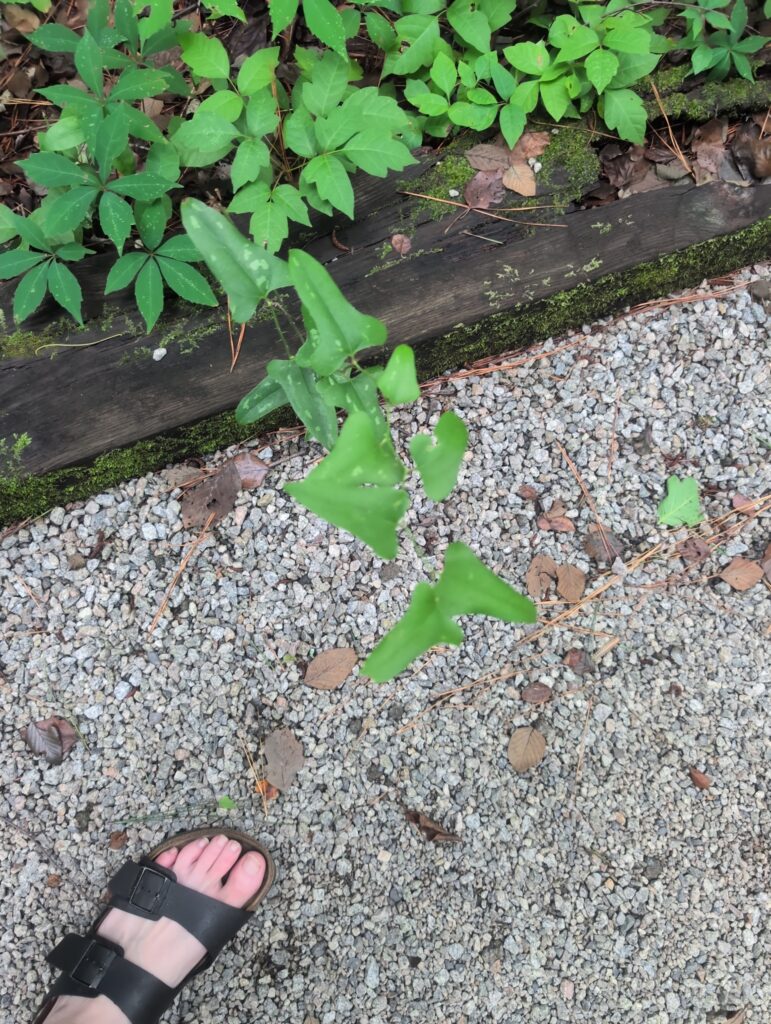 A foot in a sandal stands near a small green plant on gravel, surrounded by various leaves and a wooden border.