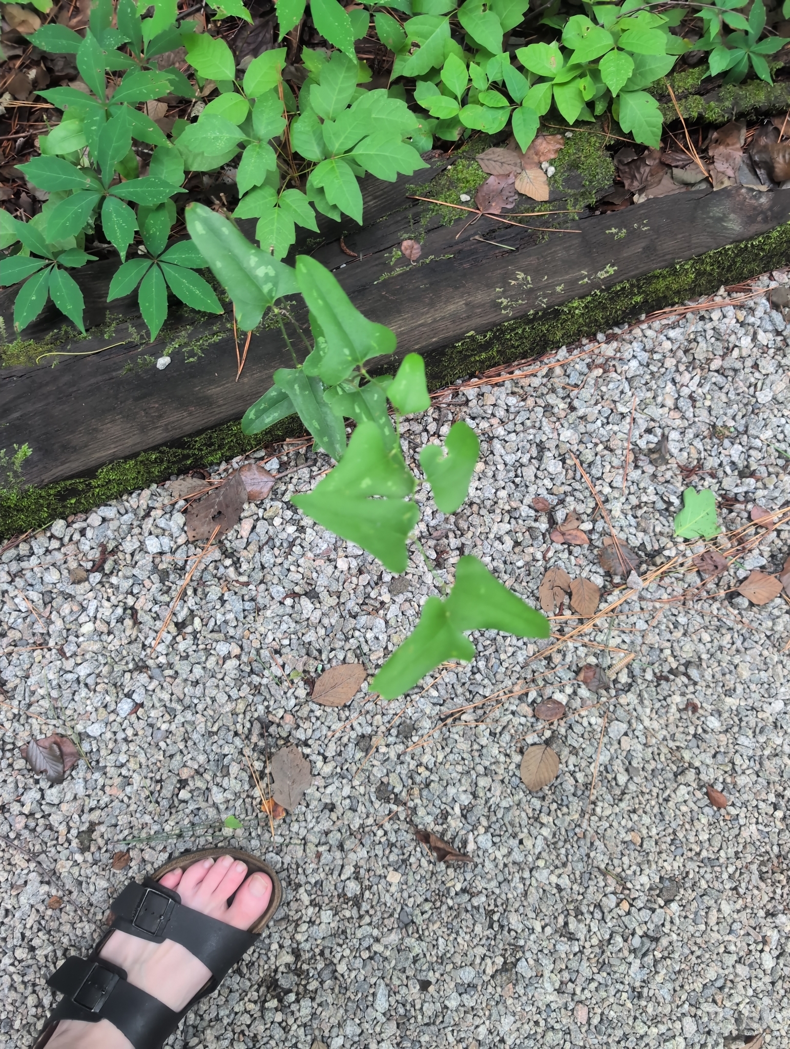 A foot in a sandal stands near a small green plant on gravel, surrounded by various leaves and a wooden border.