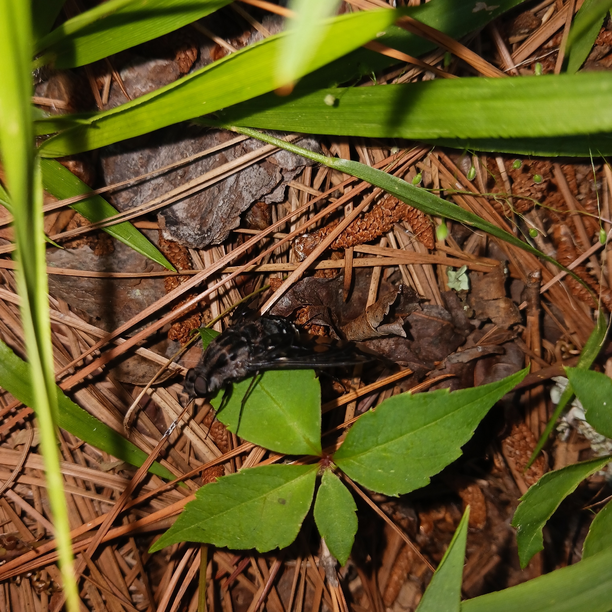 A dark insect rests on green leaves among pine needles and rocks.