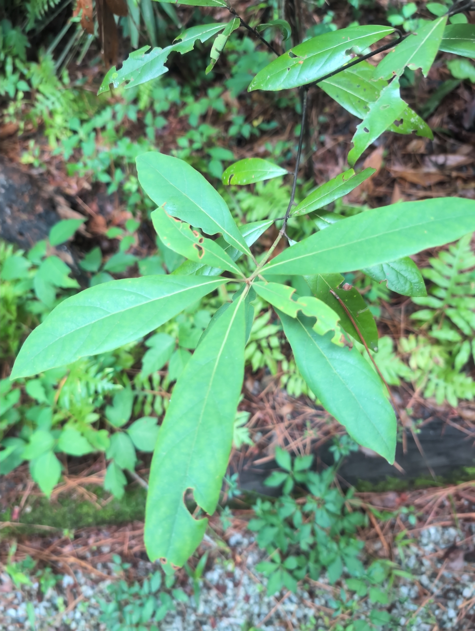 Green leaves with jagged edges, surrounded by various plants and foliage.