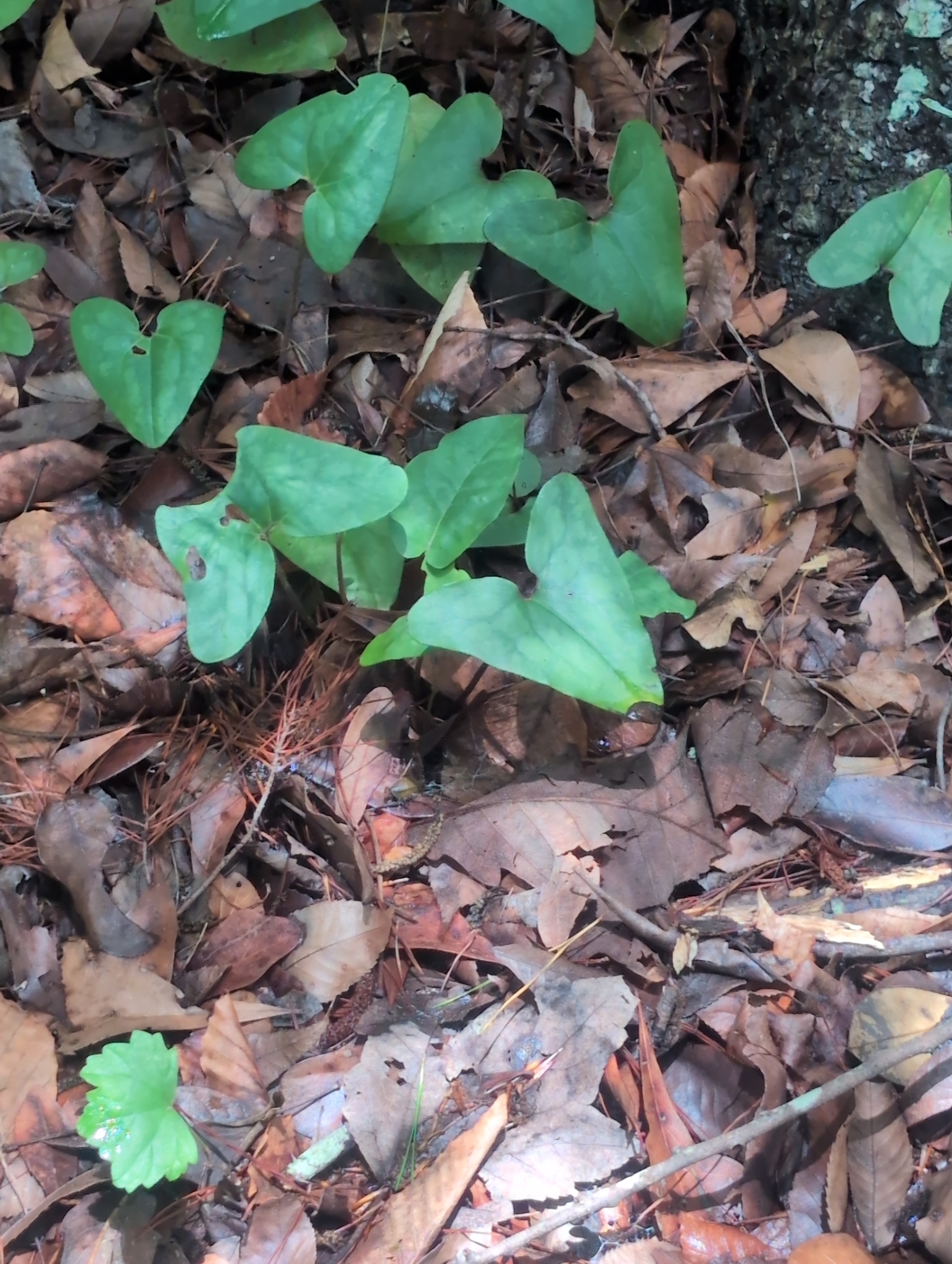Green heart-shaped leaves grow among brown fallen leaves and twigs on the forest floor.
