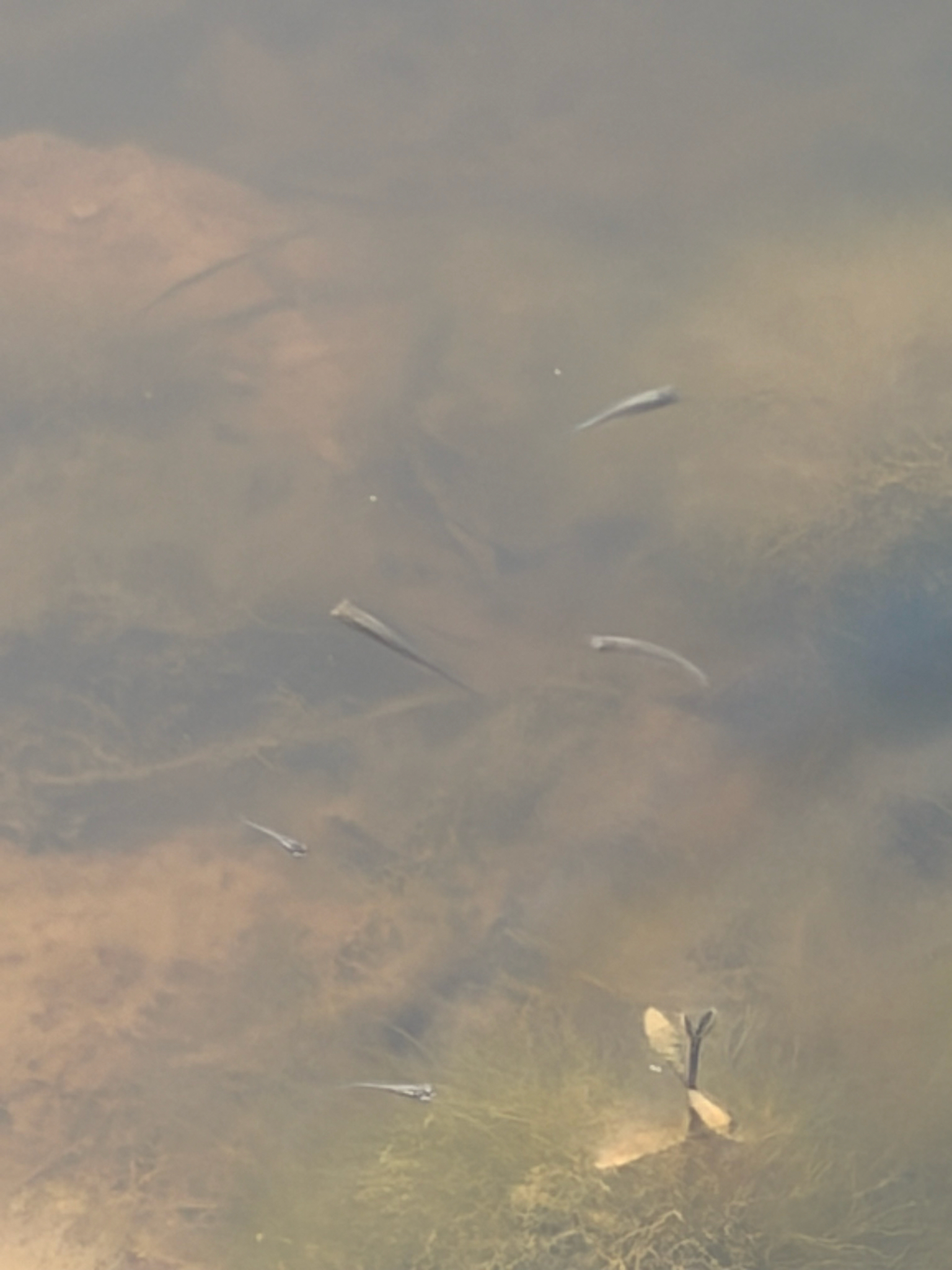 Several small fish swim in shallow water with visible rocks and aquatic plants.