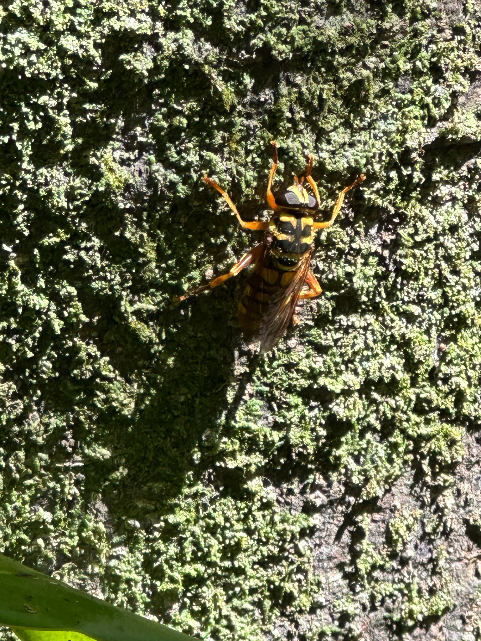 A yellow and black insect rests on textured green moss.