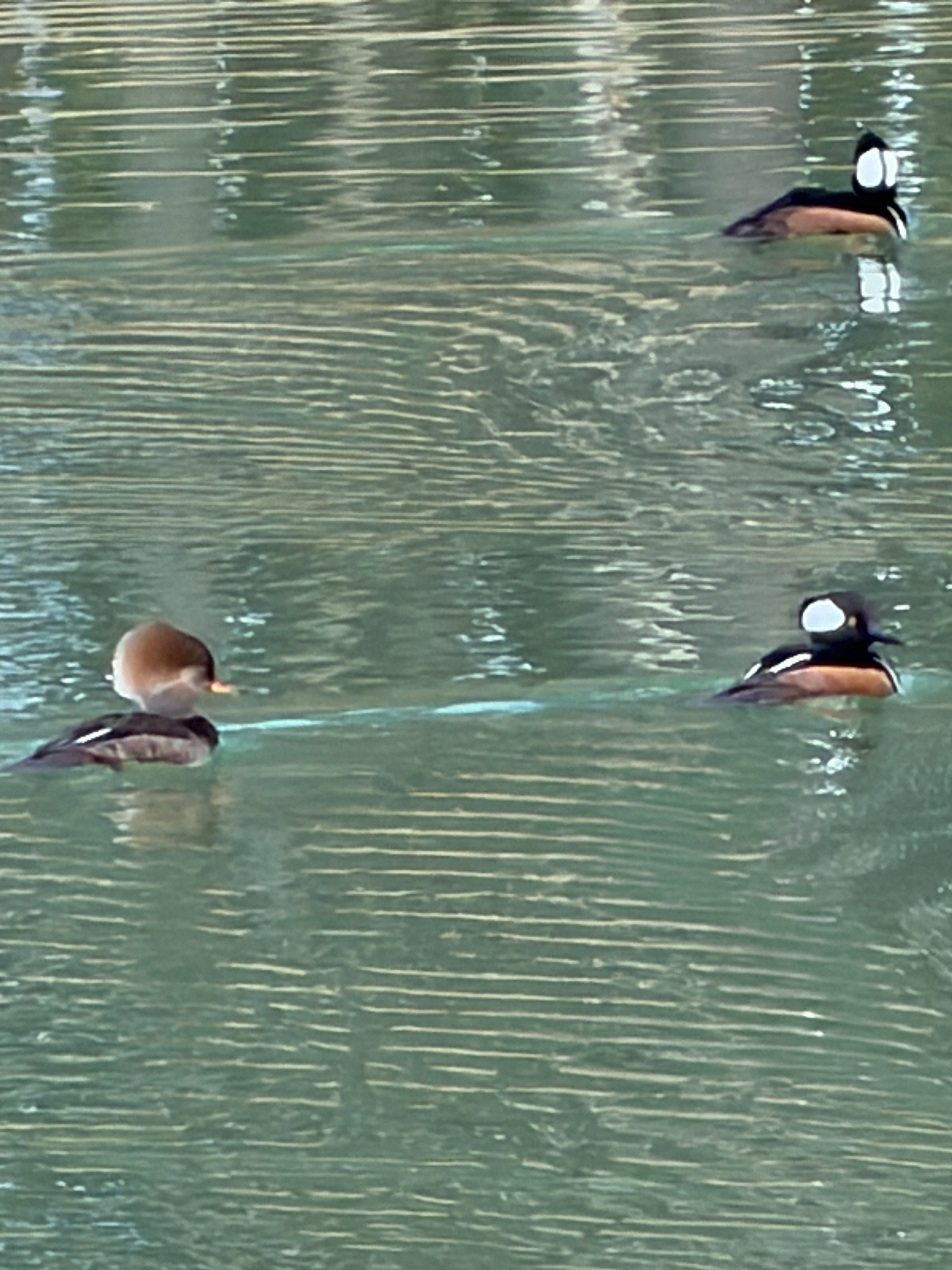 Three ducks swim in calm water, with ripples reflecting their movements.
