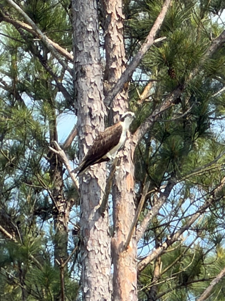 An osprey perches on a tree branch among pine needles and bark.