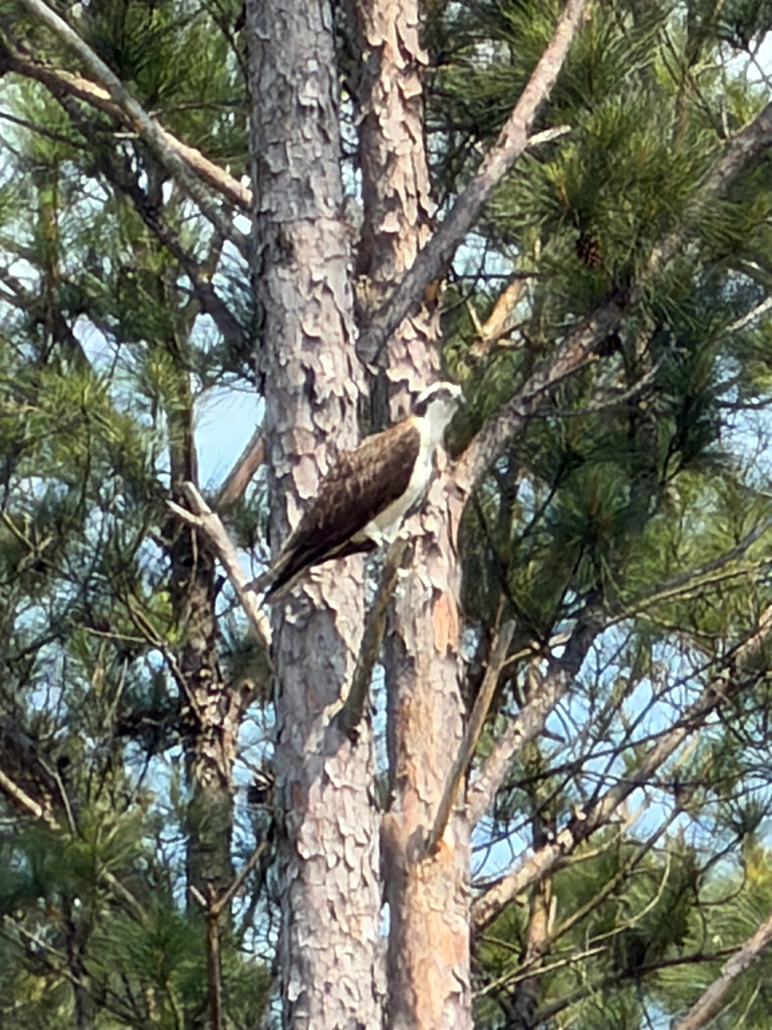 An osprey perches on a tree branch among pine needles and bark.