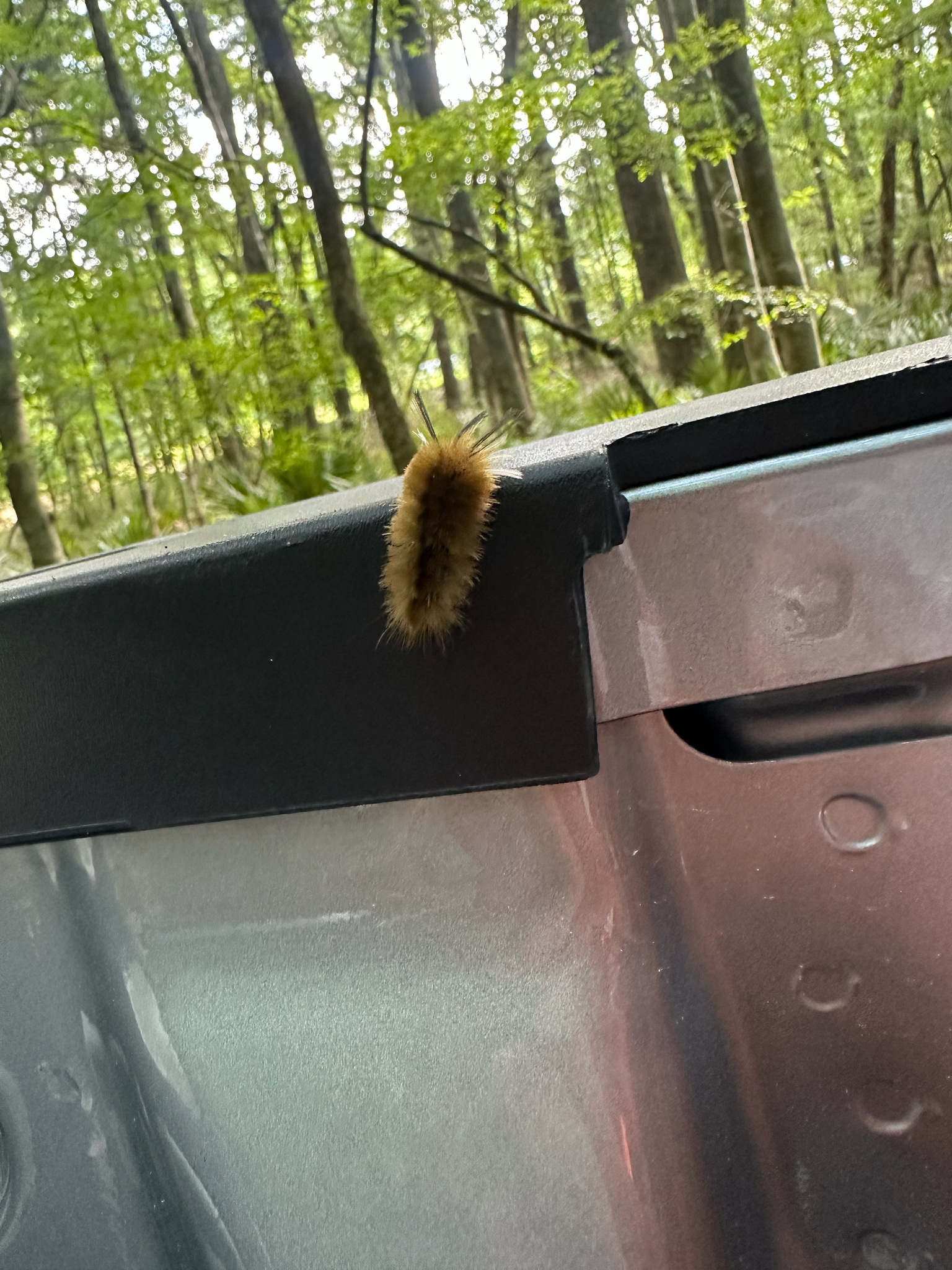A fuzzy caterpillar rests on the edge of a vehicle in a wooded area.