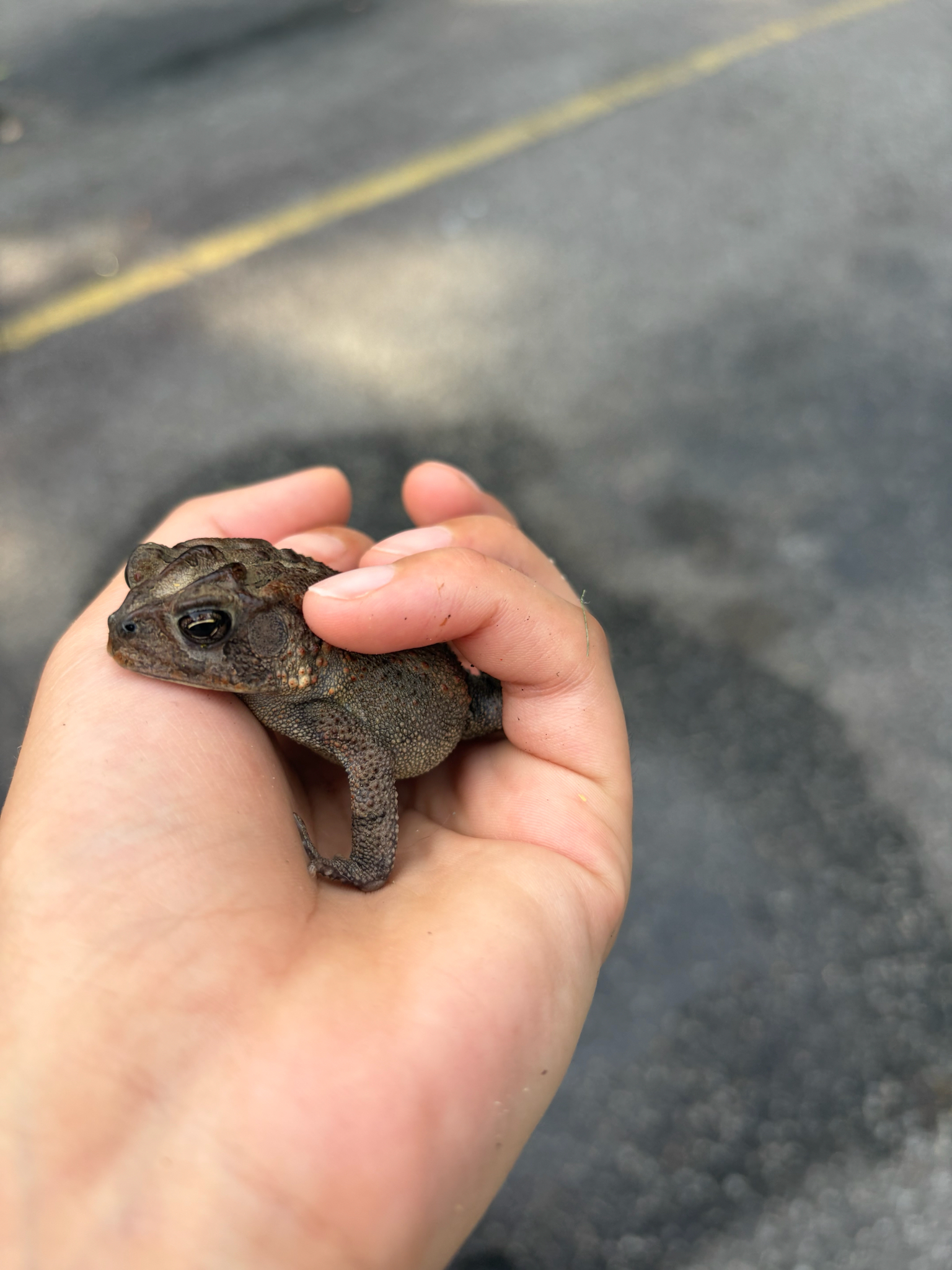 A person holds a small brown toad in their hand on a paved surface.