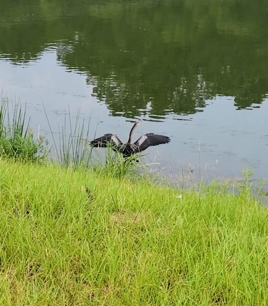 A bird with outstretched wings stands by a calm river, surrounded by tall grass and trees.