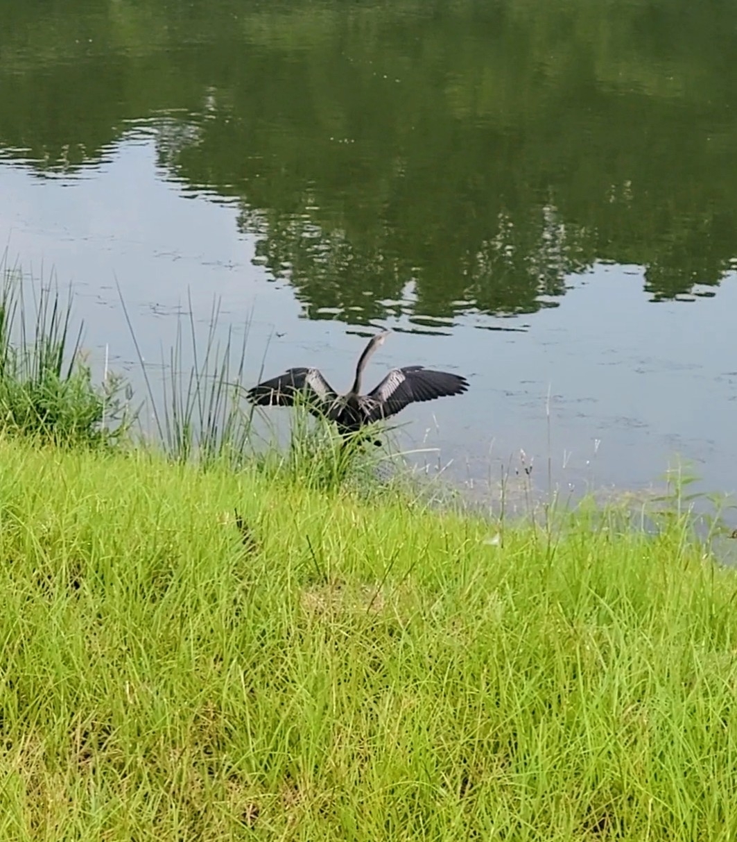 A bird with outstretched wings stands by a calm river, surrounded by tall grass and trees.
