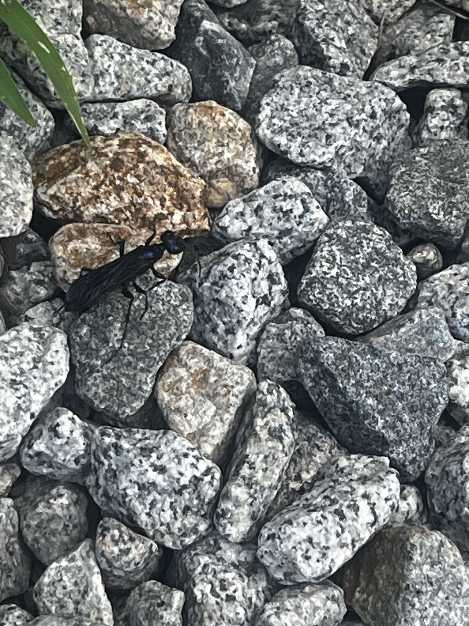 A black insect crawls among various gray and brown stones. Green plant leaves are visible in the background.