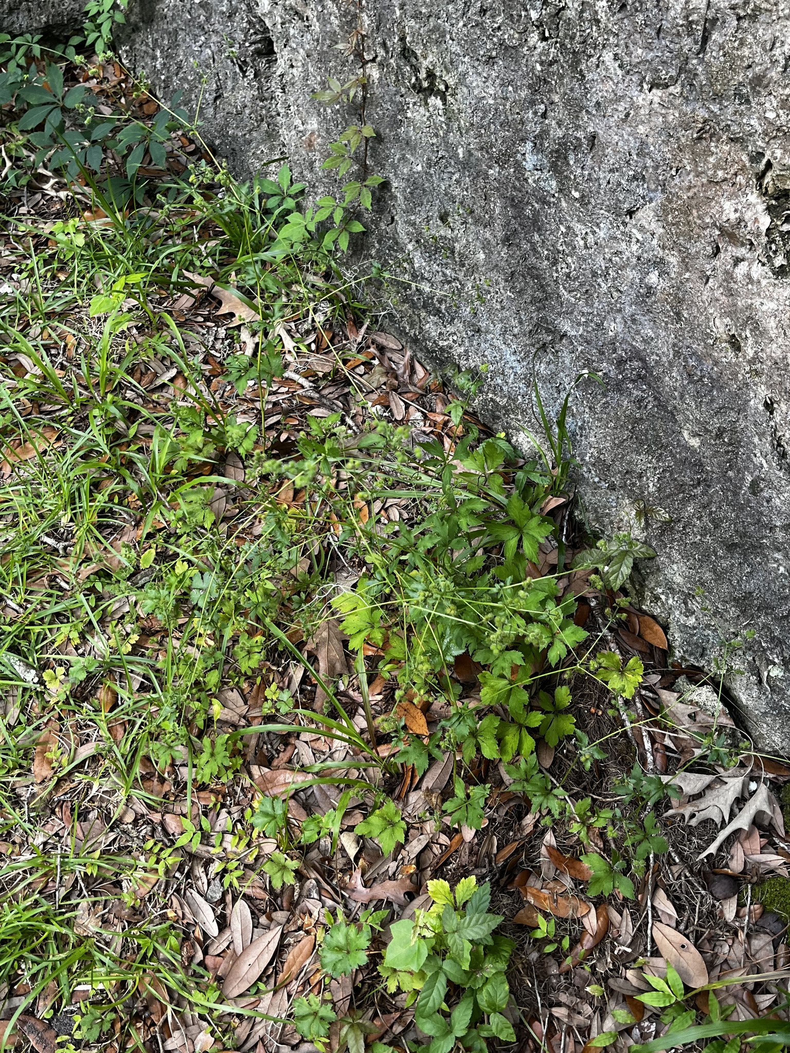 Green plants and grass grow near a textured rock, surrounded by fallen leaves.