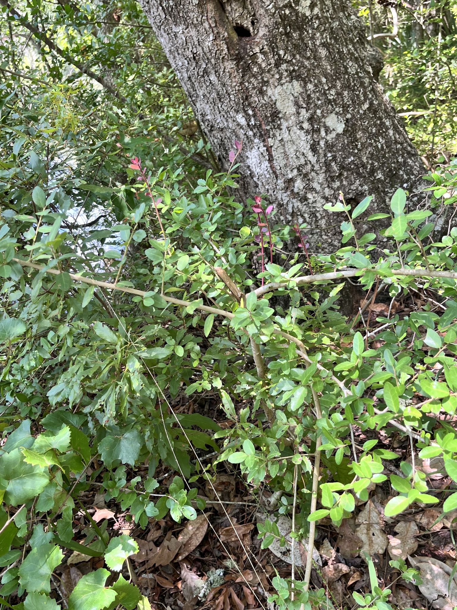 A tree trunk surrounded by various green plants and small pink buds in a wooded area.