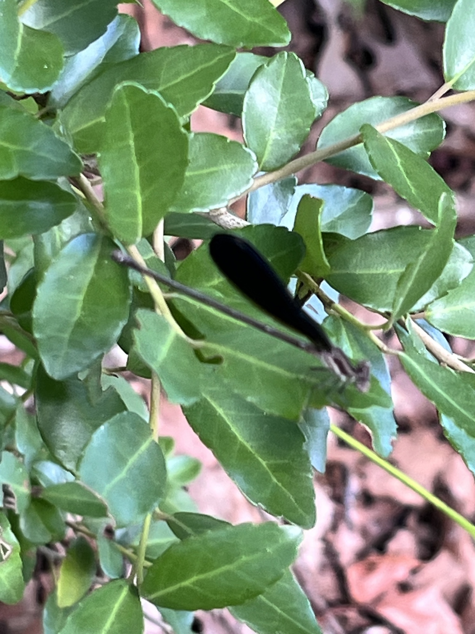 A small black insect rests among green leaves on a branch.