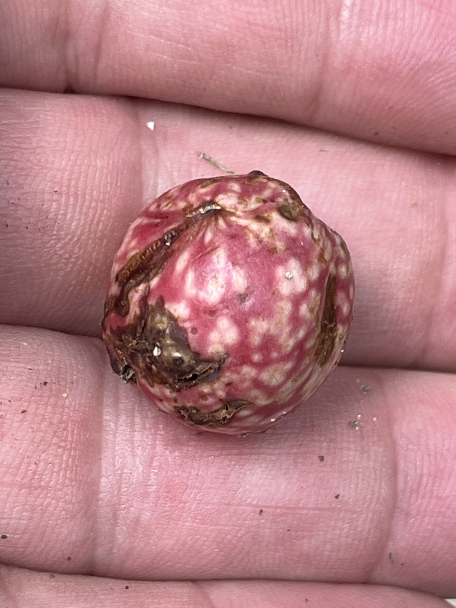 A person holds a small, round, pinkish seed with a textured surface in their palm.