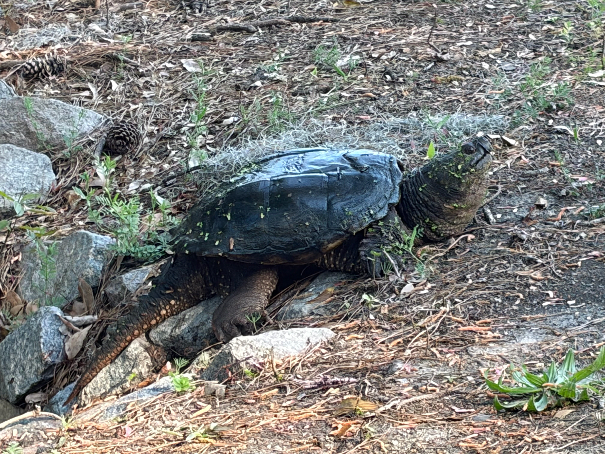A turtle rests on the ground among rocks and foliage, partially covered in moss and leaves.