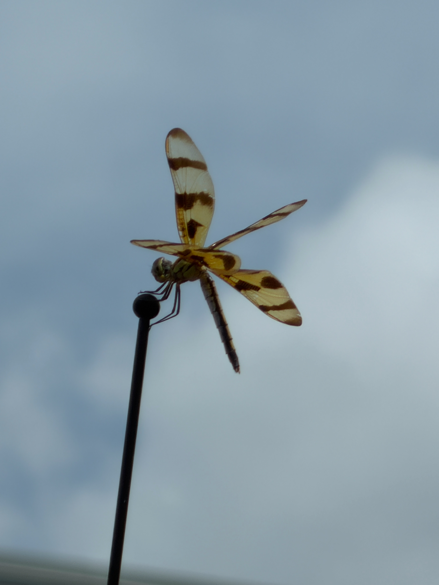 A dragonfly with yellow and brown patterns perches on a thin black pole against a cloudy sky.