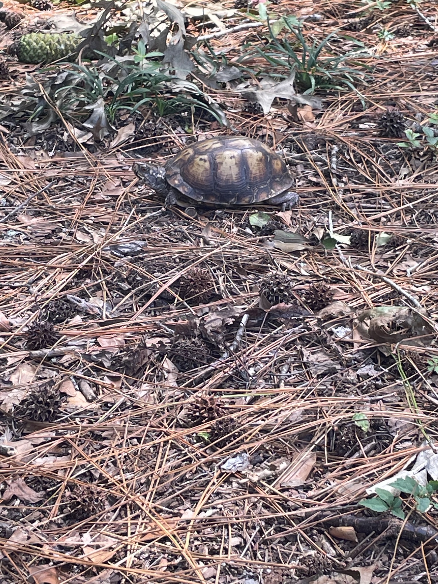 A turtle crawls across a forest floor covered in pine needles and leaves.