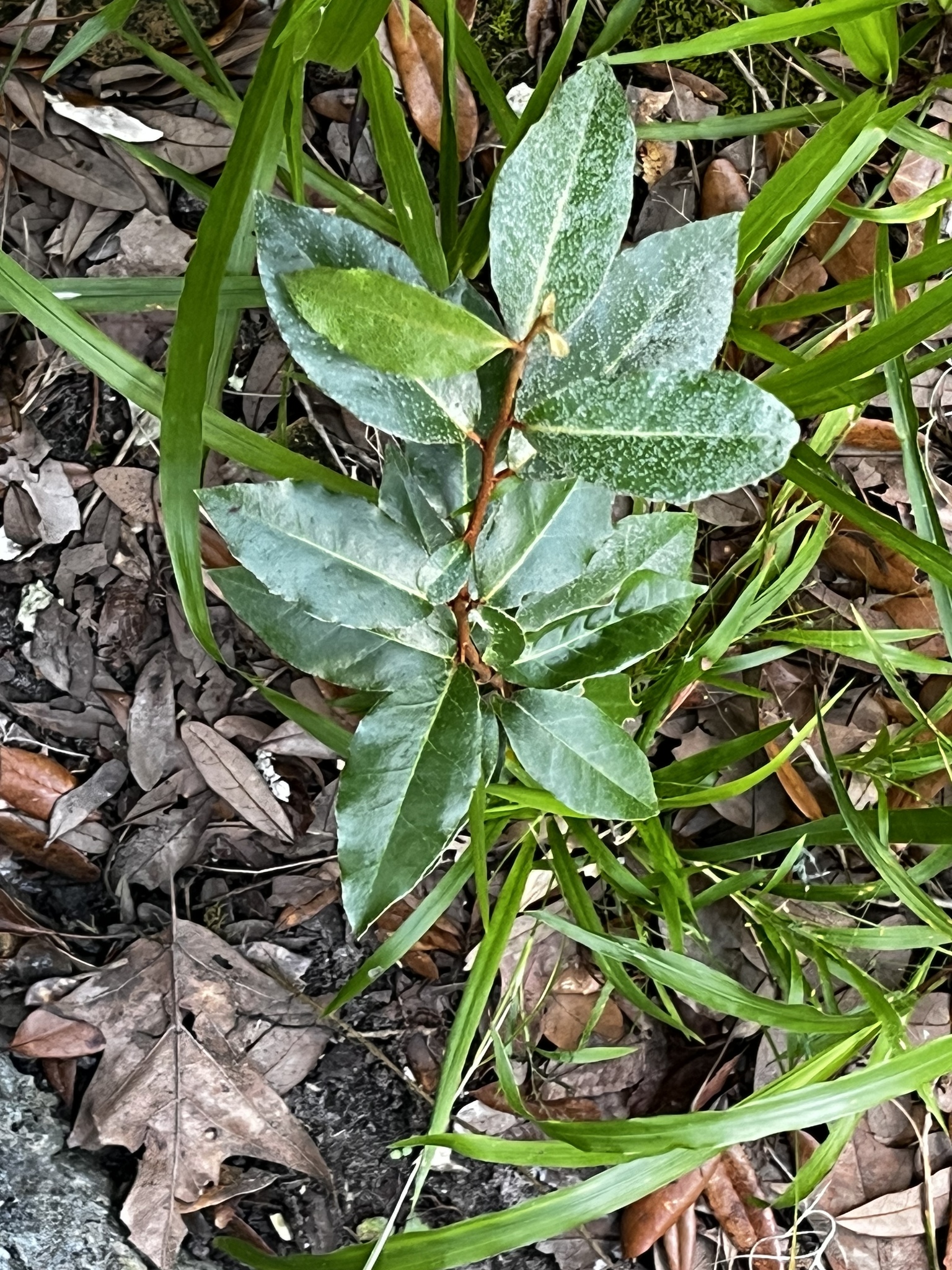 Green leaves with a glossy texture grow among brown leaves and grass on the ground.