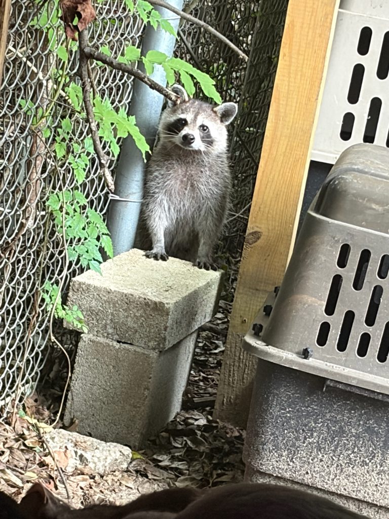 A raccoon stands on a concrete block near a fence, surrounded by leaves and a pet carrier.