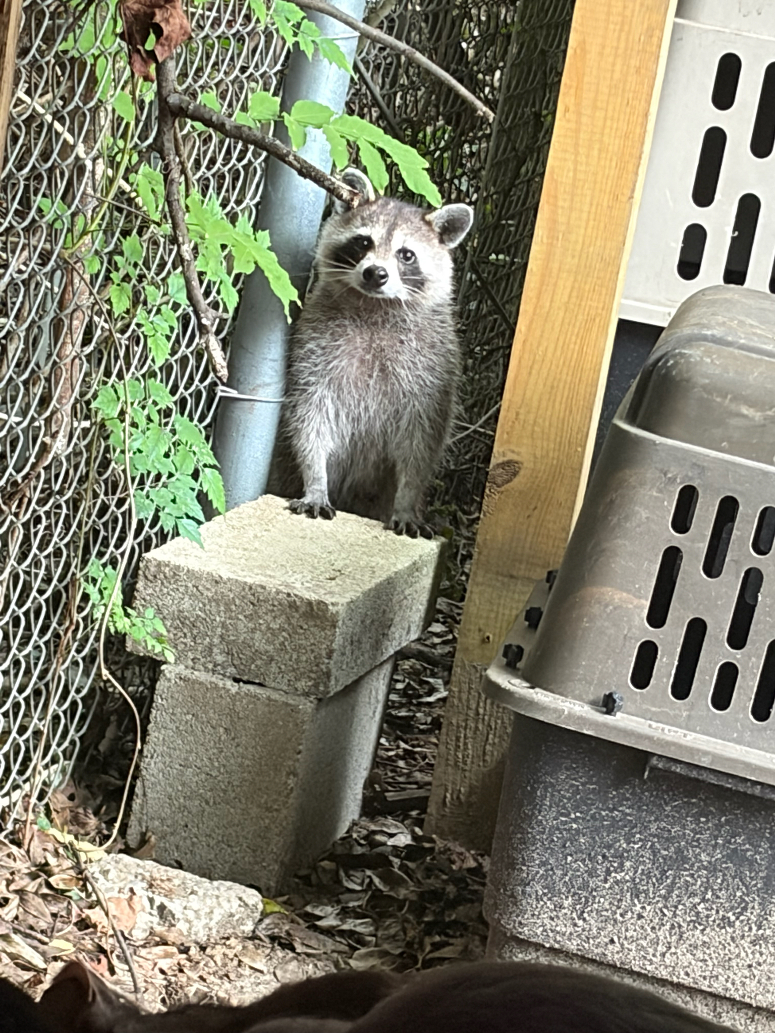 A raccoon stands on a concrete block near a fence, surrounded by leaves and a pet carrier.