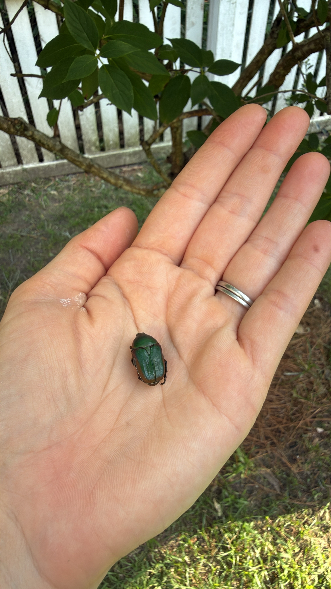 A hand holds a green beetle, with leaves and a white fence in the background.