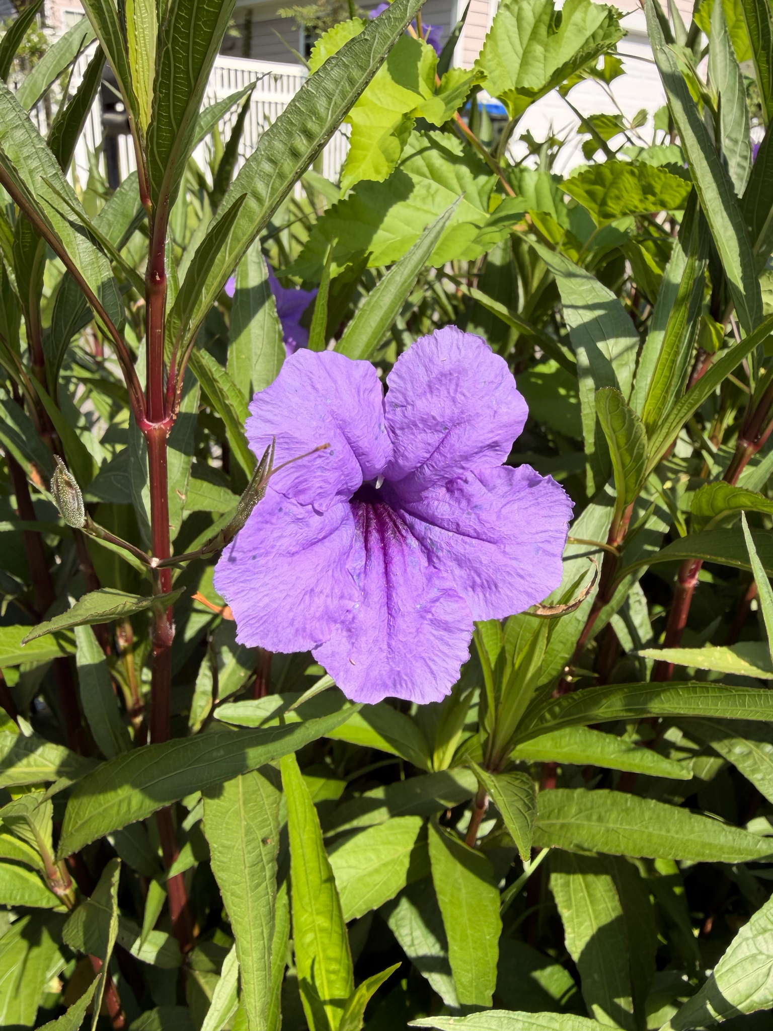 A vibrant purple flower blooms among green leaves and stems.