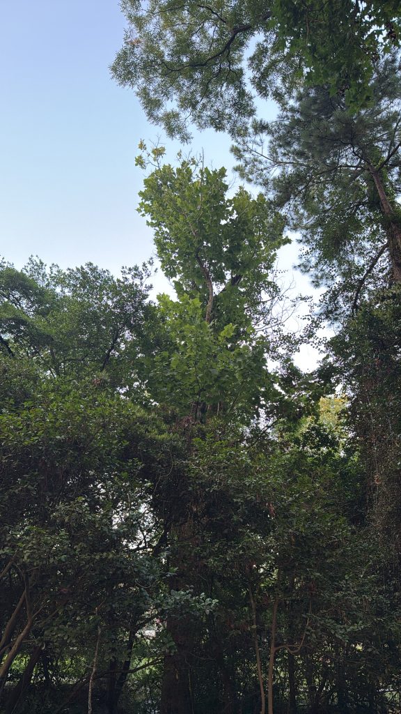 Tall trees with green leaves rise above dense foliage under a clear sky.