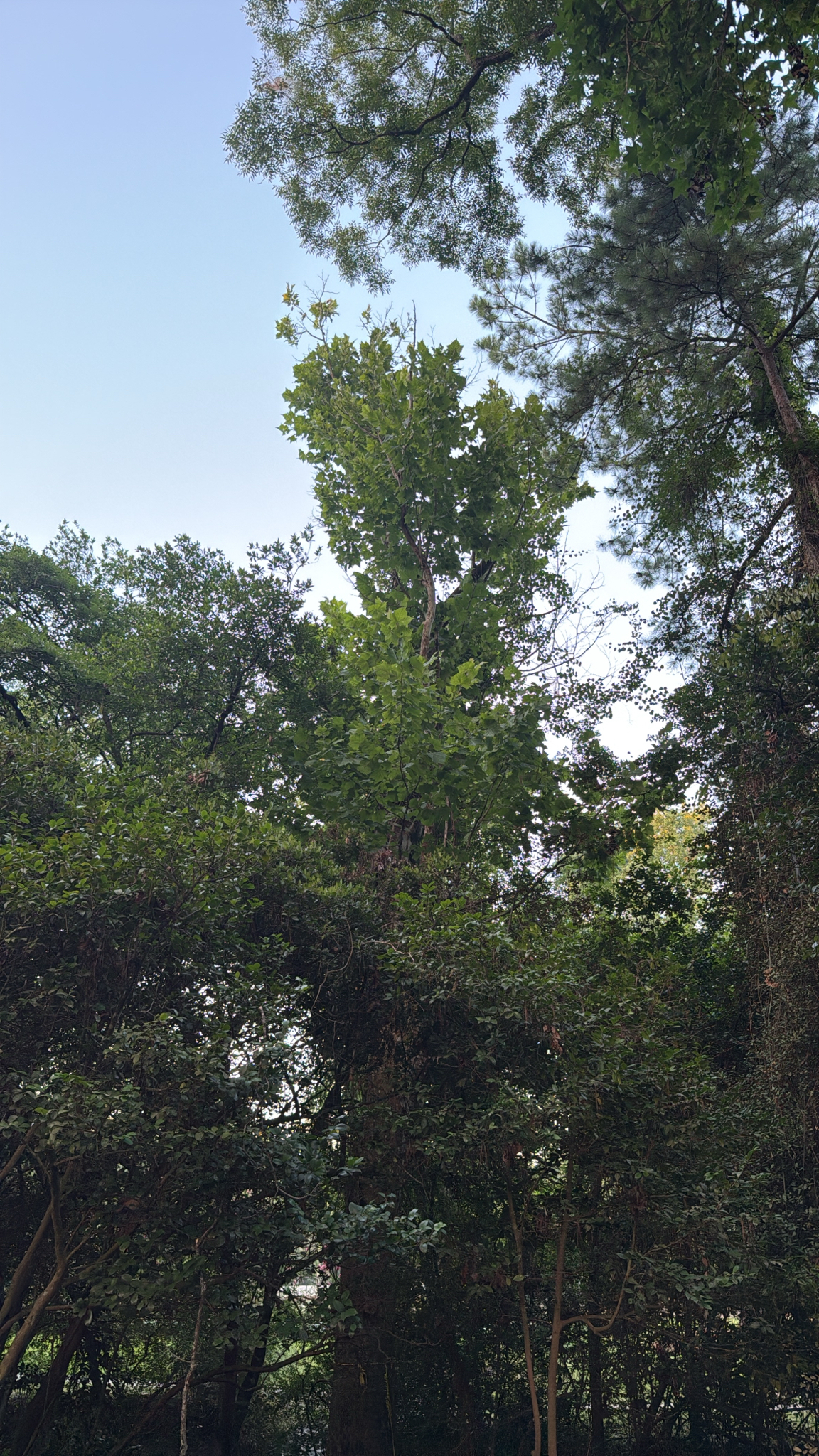Tall trees with green leaves rise above dense foliage under a clear sky.