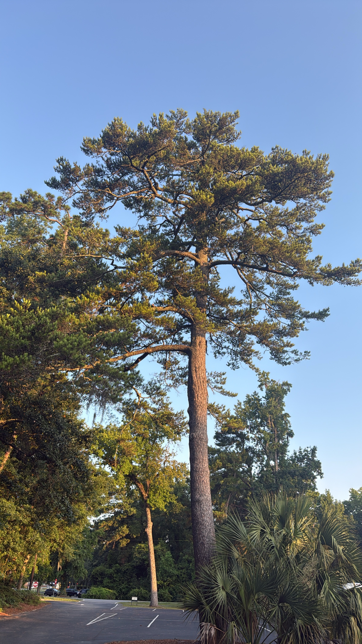 Tall pine tree stands against a clear blue sky, surrounded by other trees and a parking area.