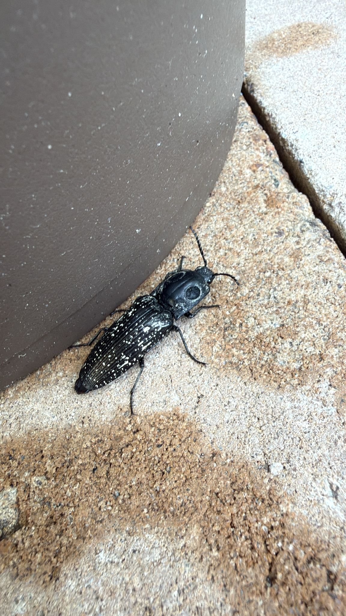 A large black beetle with white speckles rests on a sandy surface near a brown object.