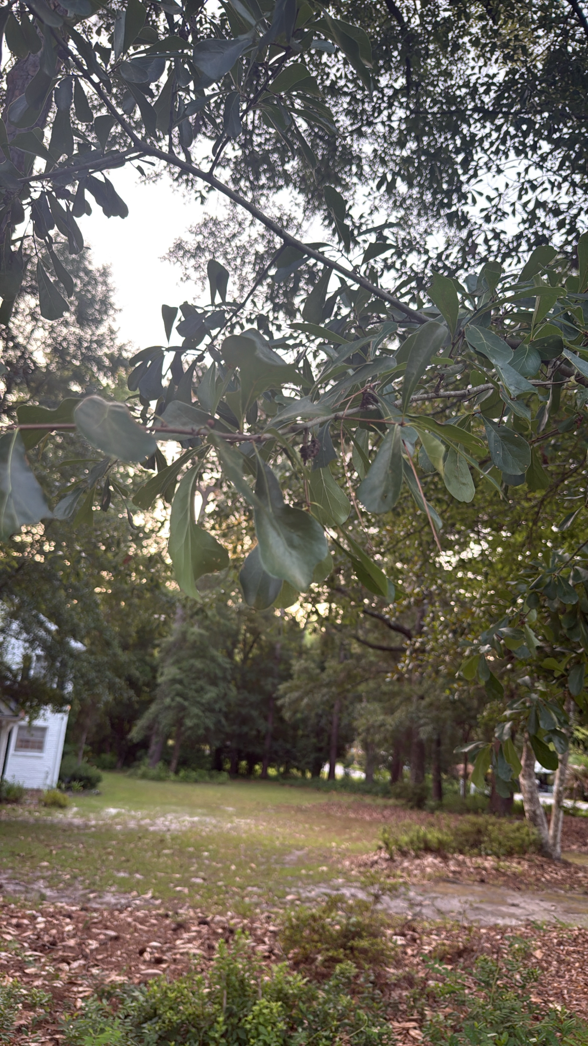 Branches with green leaves frame a grassy area with scattered leaves and trees in the background.