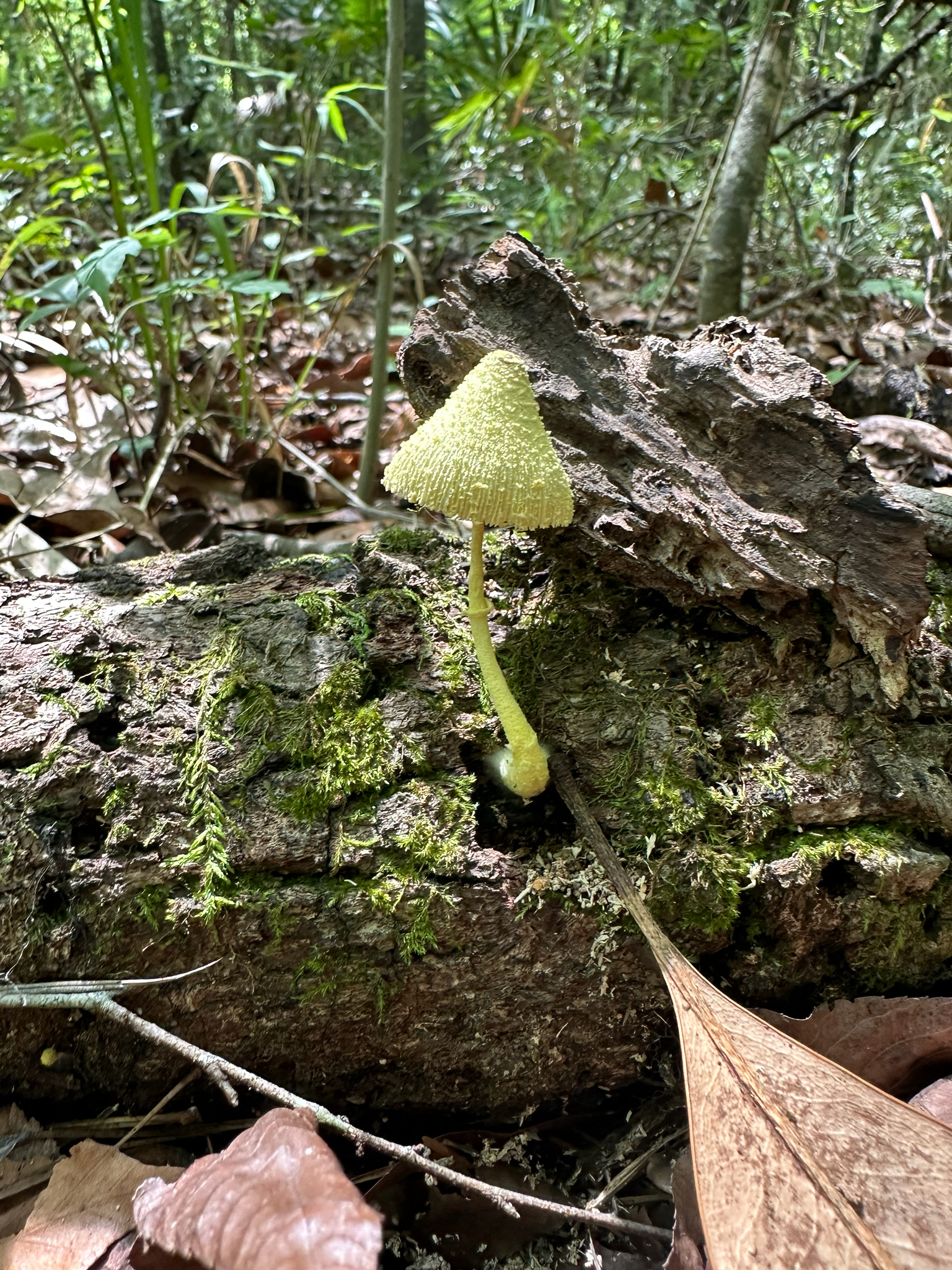 A yellow mushroom grows on a moss-covered log in a dense forest.