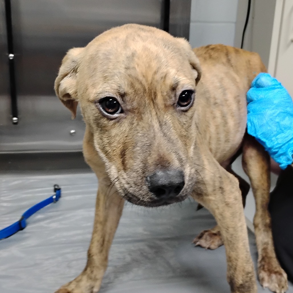 A brown-striped dog stands on a table, looking at a person wearing blue gloves.