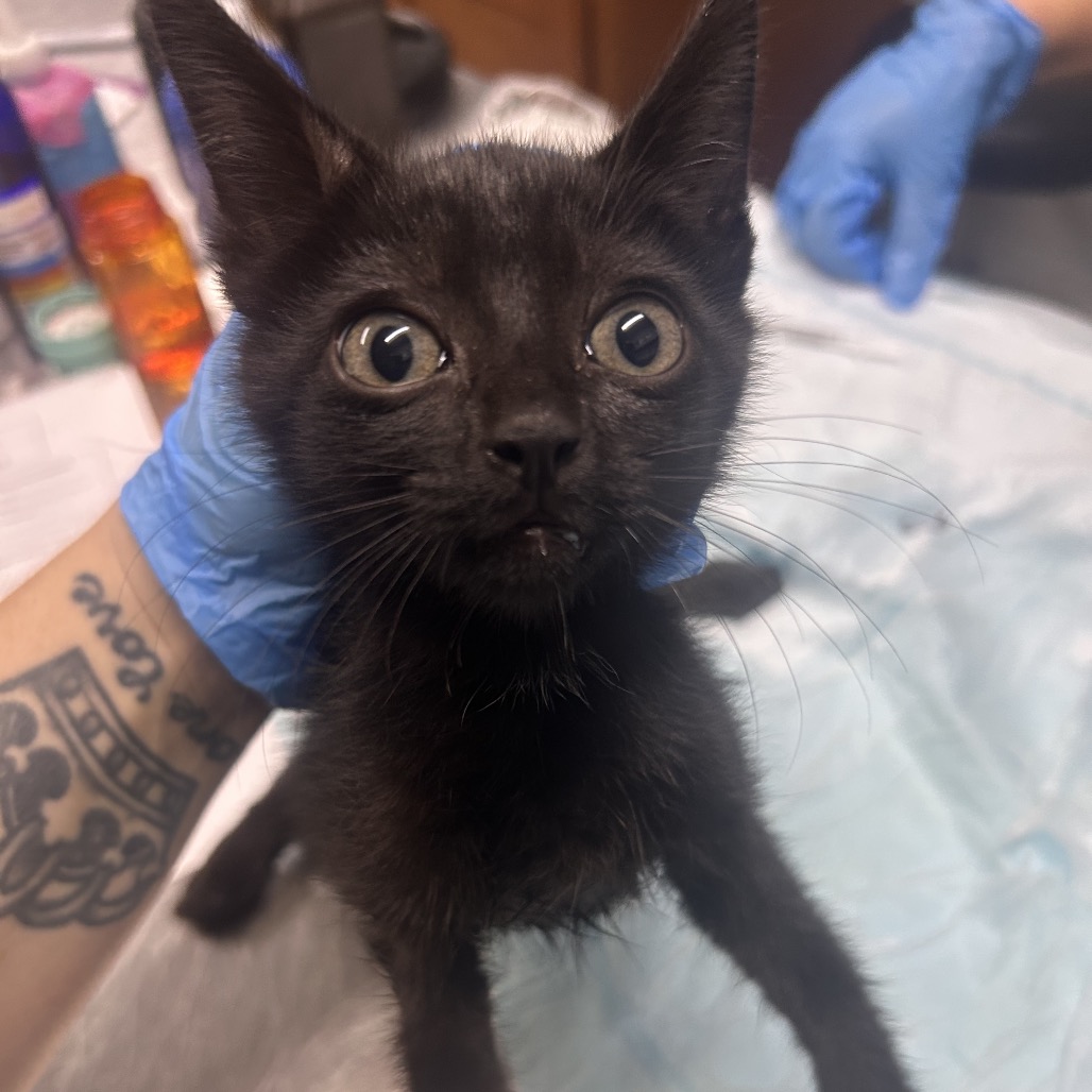 A person holds a small black kitten with large eyes in a veterinary setting.