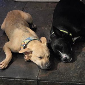 Two dogs, one tan and one black, sleep closely together on a tiled floor.
