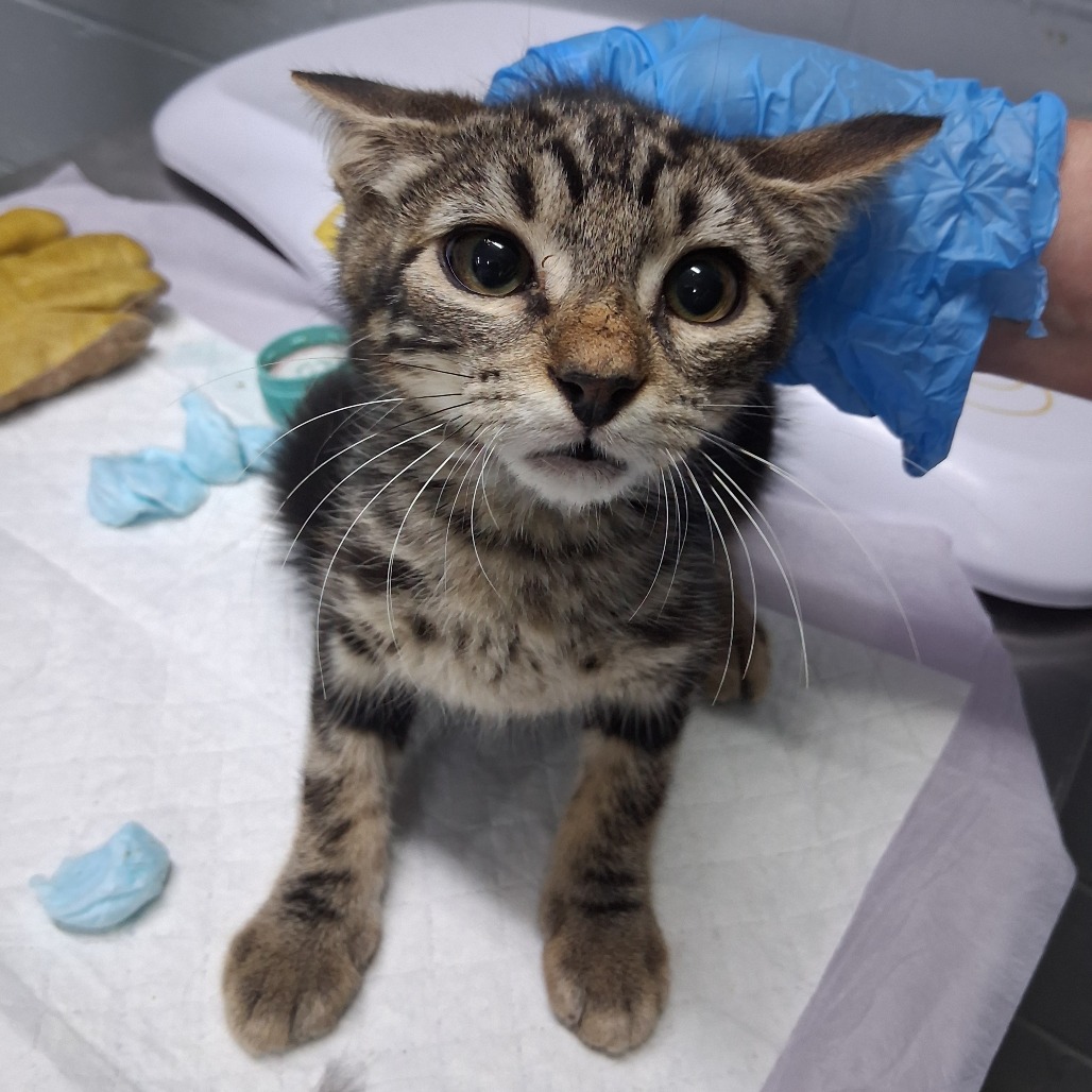 A small, spotted cat sits on a table, looking up at a gloved hand nearby. Blue tissue pieces are scattered around.