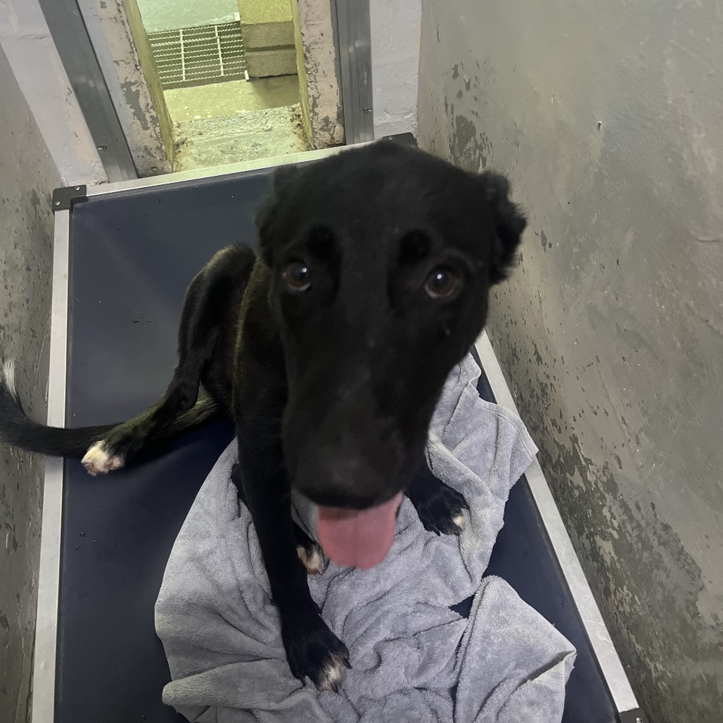 A black dog sits on a towel in a kennel, looking at the camera with its tongue out.