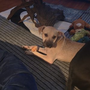 A light-colored dog lies on a striped rug, chewing on a bone, with toys scattered nearby.