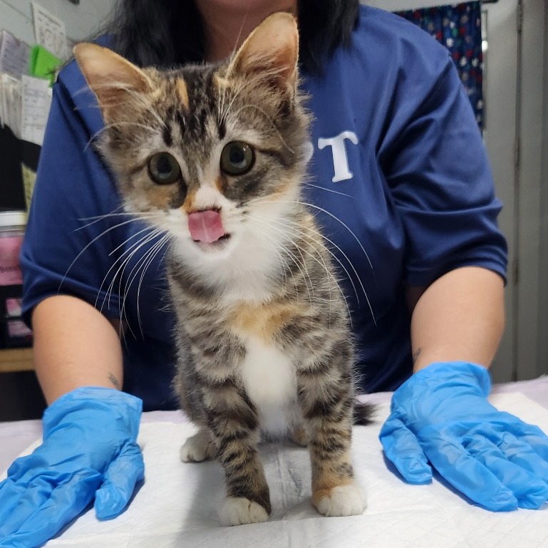 A calico kitten licks its lips while a person in blue gloves holds it on a table.