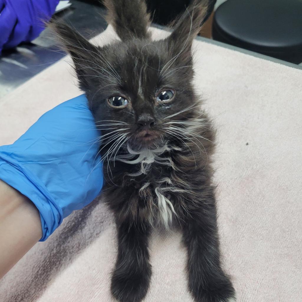 A person in a blue glove gently holds a small, fluffy black kitten with large eyes.