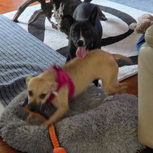 Two dogs play on a gray rug; one wears a pink harness and jumps while the other watches.