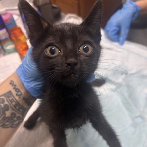 A person in blue gloves holds a wide-eyed black kitten in a veterinary setting.
