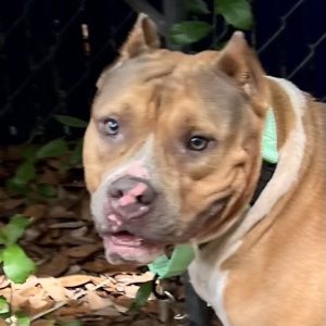 A brown and white dog with a green collar looks curiously at the camera among leaves.