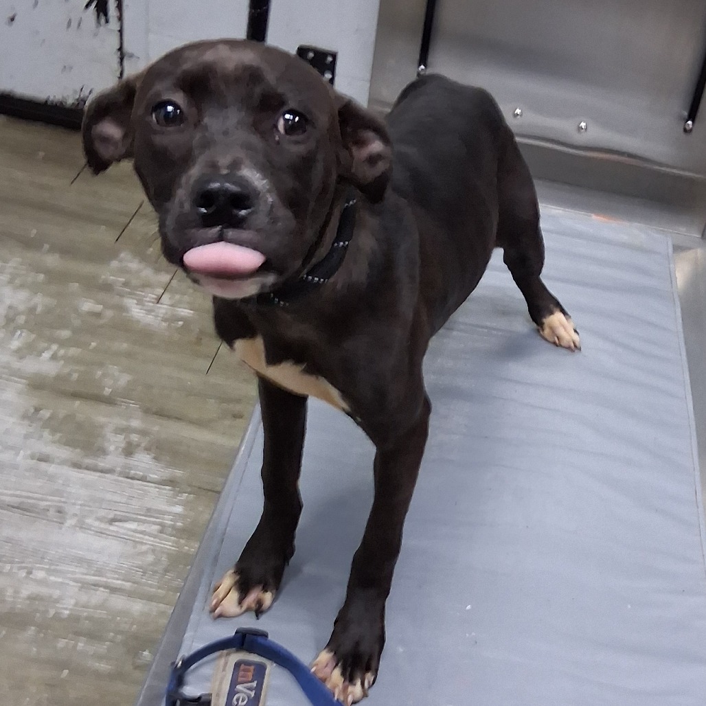 A small brown dog stands on a table, sticking out its tongue and looking curiously at the camera.