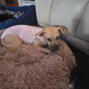 A tan dog in a pink striped outfit lies on a fluffy bed, looking curiously at the camera.