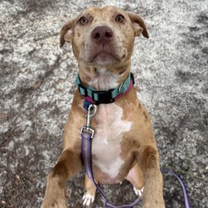 A brown dog with a collar stands on its hind legs, looking up with a leash attached.