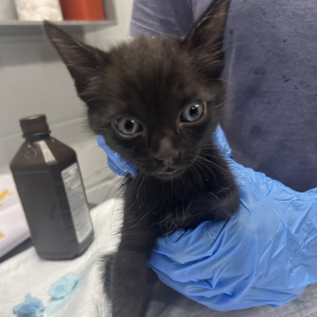 A person in blue gloves holds a small black kitten, with a brown bottle and supplies in the background.