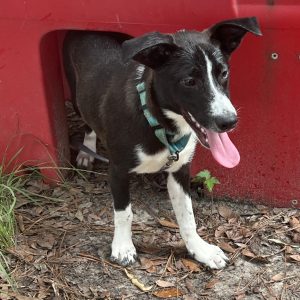 A black and white dog with a blue harness stands playfully near a red structure, tongue out.