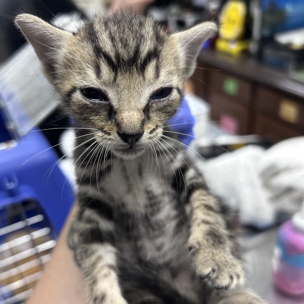 A small, striped kitten is held up, looking directly at the camera with slightly closed eyes.